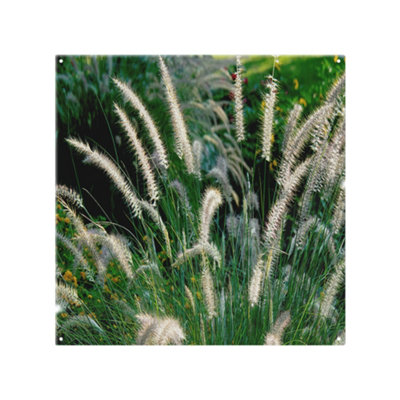 Benjamin Tate Design Decorative Cat Tail Grass Growing Along A Walkway Designer Splash Back Designer Style from B&Q