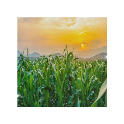 Benjamin Tate Design Green Corn Field In Agricultural Sun Designer Splash Back Designer Style from B&Q