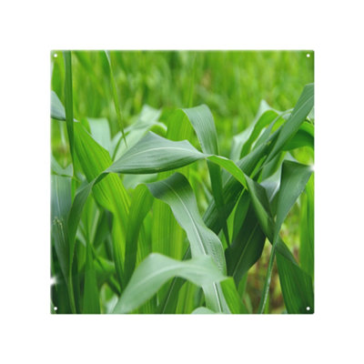 Benjamin Tate Design Green Leaves Corn Fields As Background Designer Splash Back Designer Style from B&Q