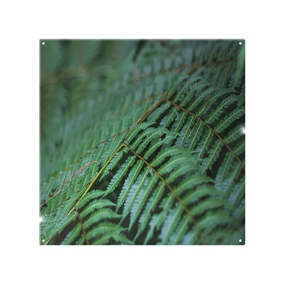 Benjamin Tate Design Green Leaves Pattern And Texture At Indonesia Designer Splash Back Designer Style from B&Q