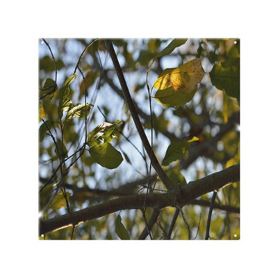 Benjamin Tate Design Leaves And Branches Designer Splash Back Designer Style from B&Q