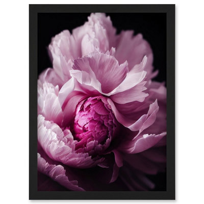 Artery8 Pink Peony Blooming Petals Macro Photograph Wall Art PrintA4 Size from B&Q