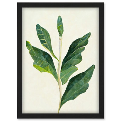 Artery8 Detail Of Rubber Fig Plant Botanical Illustration Wall Art PrintA4 Size from B&Q