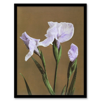Artery8 Ogawa Kazumasa Framed Wall Art Print Japan Water Iris FlowersA4 Size from B&Q