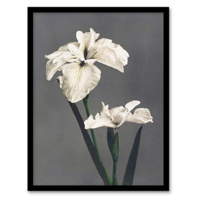 Artery8 Ogawa Kazumasa Framed Wall Art Print White Water Iris FlowersA4 Size from B&Q