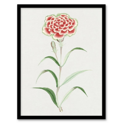 Artery8 Vintage Japan Botanical Framed Wall Art Print Carnation FlowerA4 Size from B&Q