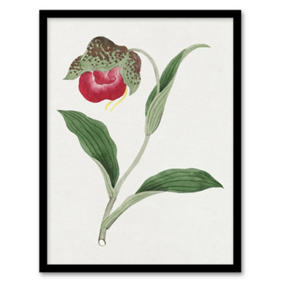 Artery8 Vintage Japan Botanical Framed Wall Art Print Orchid FlowerA4 Size from B&Q