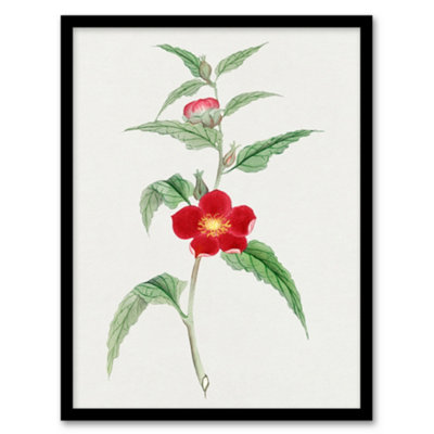 B&Q -  Vintage Japan Botanical Framed Wall Art Print Pomegranate FlowerA4 Size