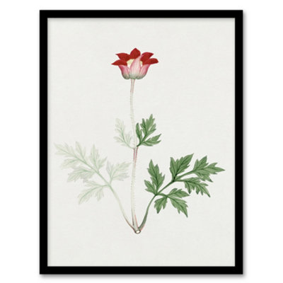 B&Q -  Vintage Japan Botanical Framed Wall Art Print Red Bloom FlowerA4 Size