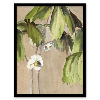 Artery8 Hannah Borger Overbeck Framed Wall Art May Apple Flower WatercolourA4 Size from B&Q
