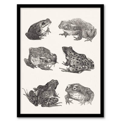 Artery8 Theo Van Hoytema Framed Wall Art Six Frogs And Toads Pencil DrawingA4 Size from B&Q