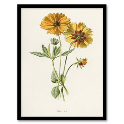 Artery8 Frederick Edward Hulme Framed Wall Art Coreopsis Tickseed FlowerA4 Size from B&Q