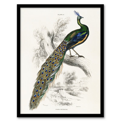 B&Q -  Sir William Jardine Framed Wall Art Print Male Peafowl PeacockA4 Size