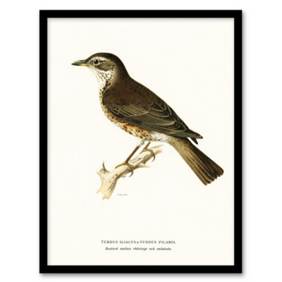 Artery8 Von Wright Brothers Framed Wall Art Print Redwing Bird Turdus IliacusA4 Size from B&Q