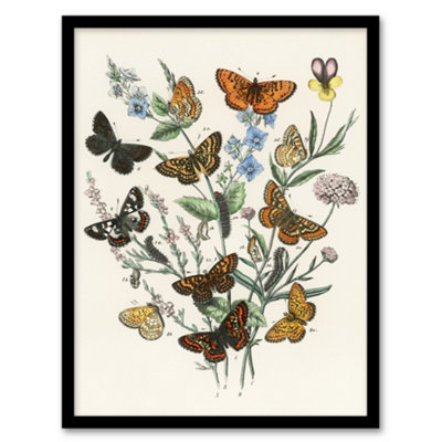 B&Q -  William Forsell Kirby Framed Wall Art Butterflies And CaterpillarsA4 Size