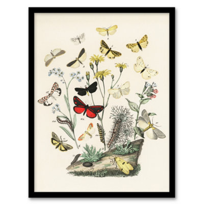 Artery8 William Forsell Kirby Framed Wall Art Butterflies Caterpillars - A4 Small