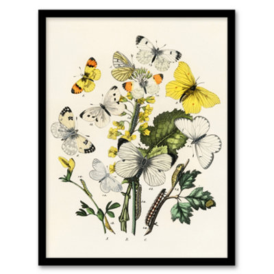 B&Q -  William Forsell Kirby Framed Wall Art Caterpillars And ButterfliesA4 Size