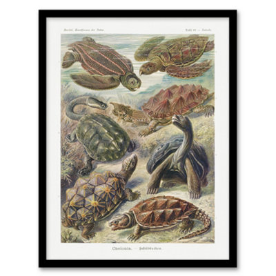 B&Q -  Ernst Haeckel Framed Wall Art Chelonia Turtles Vintage IllustrationA4 Size
