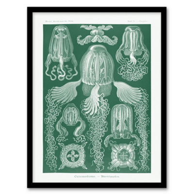 B&Q -  Ernst Haeckel Framed Wall Art Print Cubomedusae Jellyfish SpeciesA4 Size