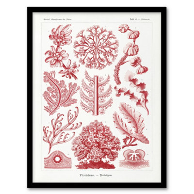 B&Q -  Ernst Haeckel Framed Wall Art Print Florideophyceae Red AlgaeA4 Size