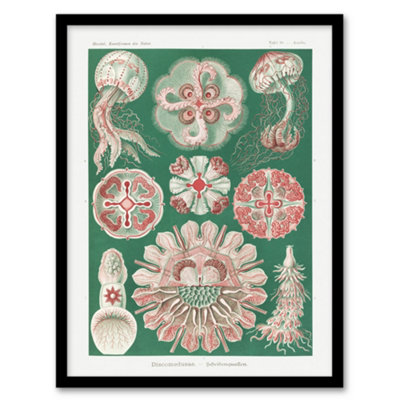 B&Q -  Haeckel Framed Wall Art Green Pink Vintage Jellyfish IllustrationA4 Size