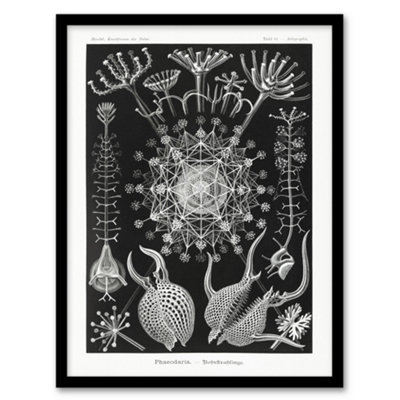Artery8 Ernst Haeckel Framed Wall Art Phaeodaria Marine Life IllustrationA4 Size