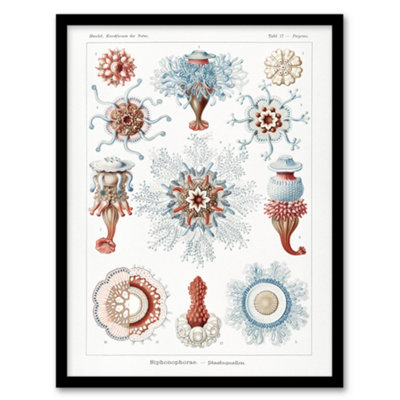 B&Q -  Ernst Haeckel Framed Wall Art Siphonophorae Marine Life IllustrationA4 Size