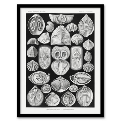 B&Q -  Haeckel Framed Wall Art Spirobranchia Vintage Marine Life IllustrationA4 Size