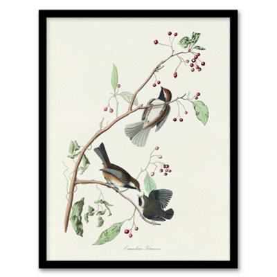 Artery8 John James Audubon Framed Wall Art Print Canadian Titmouse BirdA4 Size from B&Q