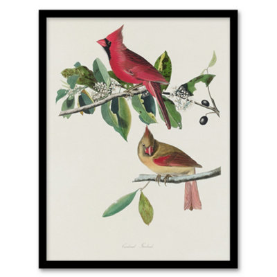 Artery8 John James Audubon Framed Wall Art Print Cardinal Grosbeak BirdA4 Size from B&Q