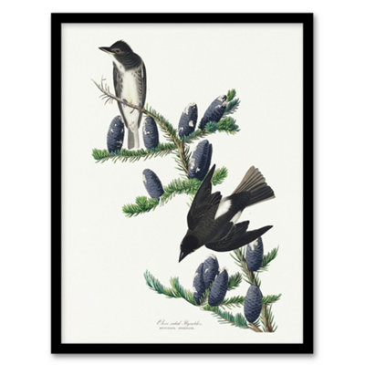 Artery8 Audubon Framed Wall Art Print Olive Sided Flycatcher Bird On Fir TreeA4 Size from B&Q