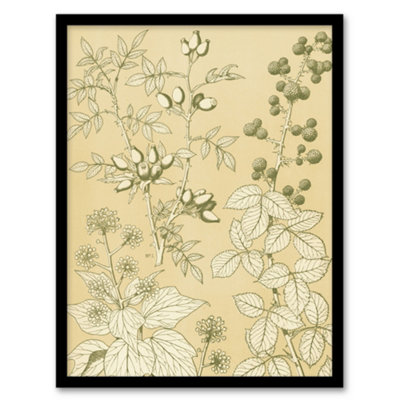 B&Q -  Owen Jones Framed Wall Art Wild Rose Ivy Blackberry Vintage BotanicalA4 Size