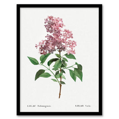 B&Q -  Redoute Framed Wall Art Chinese Lilac Vintage Floral IllustrationA4 Size