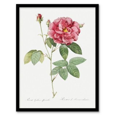 Artery8 Pierre J Redoute Framed Wall Art Vintage French Rose IllustrationA4 Size from B&Q