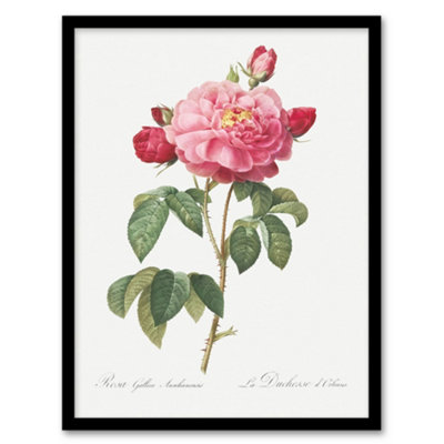 B&Q -  Redoute Framed Wall Art French Rose Vintage Botanical IllustrationA4 Size