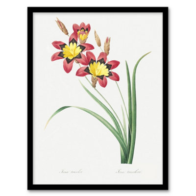 Artery8 Redoute Framed Wall Art Harlequin Flowers Vintage Floral IllustrationA4 Size from B&Q