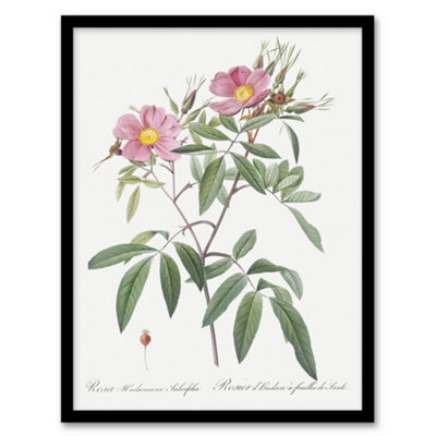 B&Q -  Pierre Joseph Redoute Framed Wall Art Print Hudson Swamp Rose FlowersA4 Size