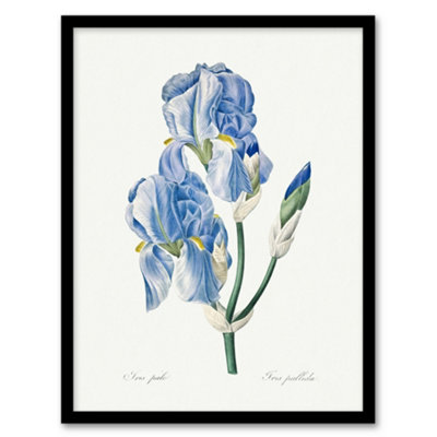 B&Q -  Pierre J Redoute Framed Wall Art Print Iris Pallida Vintage BotanicalA4 Size