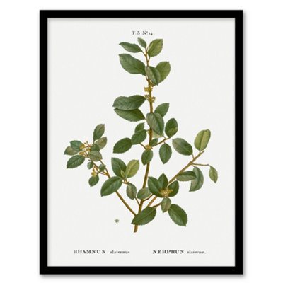 B&Q -  Pierre J Redoute Framed Wall Art Italian Buckthorn Vintage BotanicalA4 Size