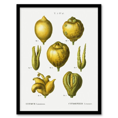 B&Q -  Redoute Framed Wall Art Print Lemon Citrus Fruit Vintage IllustrationA4 Size