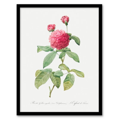 Artery8 Redoute Framed Wall Art Agatha Rose Vintage Botanical IllustrationA4 Size from B&Q