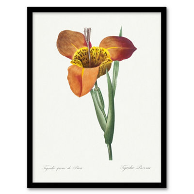 B&Q -  Redoute Framed Wall Art Tiger Flower Vintage Botanical IllustrationA4 Size