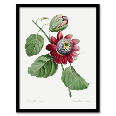 B&Q -  Pierre J Redoute Framed Wall Art Vintage Passion Flower IllustrationA4 Size