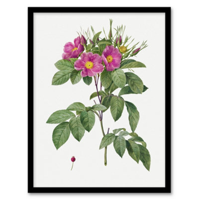 Artery8 Pierre J Redoute Framed Wall Art Vintage Carolina Rose Illustration - A4 Size