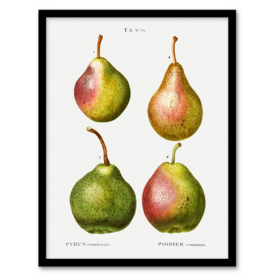 Artery8 Pierre J Redoute Framed Wall Art Pear Fruit Vintage IllustrationA4 Size from B&Q