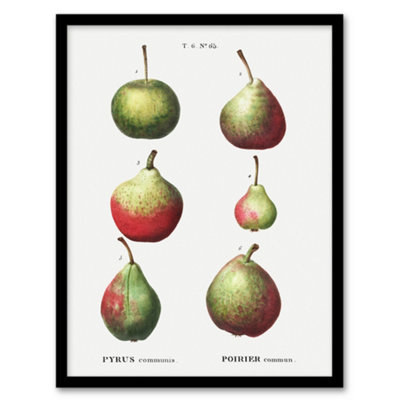 Artery8 Redoute Framed Wall Art Pear Fruit Varieties Vintage IllustrationA4 Size from B&Q