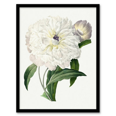 B&Q -  Pierre J Redoute Framed Wall Art Vintage Peony Flower IllustrationA4 Size