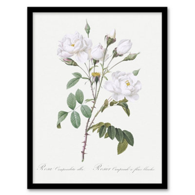B&Q -  Redoute Framed Wall Art Print White Rose Vintage Floral IllustrationA4 Size