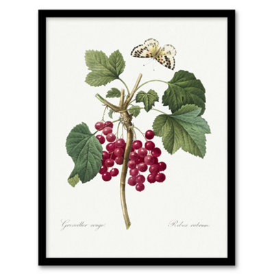 Artery8 Pierre J Redoute Framed Wall Art Redcurrant Berries And ButterflyA4 Size from B&Q