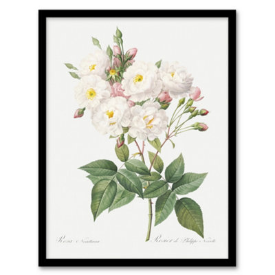 B&Q -  Redoute Framed Wall Art Noisette Rose Vintage Floral IllustrationA4 Size